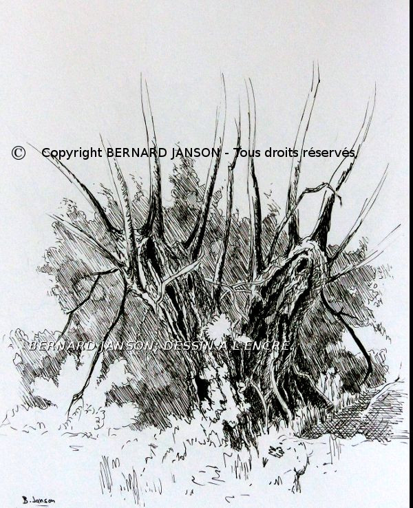 dessin encre de chine noire; étude vieux arbres